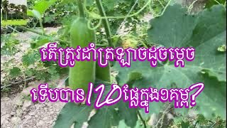 តើត្រូវធ្វើដូចម្ដេចទើបអាចដាំត្រឡាចបាន120ផ្លែក្នុង១គុម្ព?