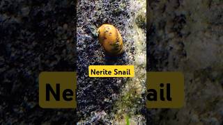 🐌 Working Nerite Snail #Shorts #Neritesnail #Snail @AquariumLiveStream4U