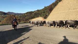 Transumanza di una grande mandria di vacche Podoliche in Calabria, nel territorio di Umbriatico.