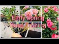 Passionate Gardener: Rose Pruning During Early Spring,Essential Tips | Mastering Rose Pruning #rose