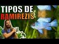 🔴TOP 5 TIPOS DE RAMIREZIS |Mr. Betta|