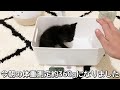 保護した子猫が初めて大きな部屋に降りたら予想外の展開へ…