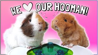 10 Best Ways to Interact and Play with Your Guinea Pigs!