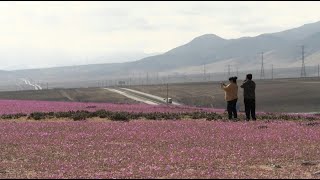 Unusual rains bring bloom to Chile's arid Atacama Desert | AFP