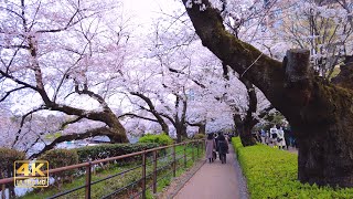 [4K] 千鳥ヶ淵 緑道の桜 / Cherry blossoms on the Chidorigafuchi Green Road, Tokyo, Japan. 千鳥ヶ淵, 東京