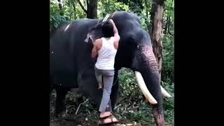 Aranya making scenes of Elephant