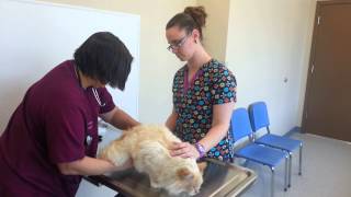 What is included in a Veterinary physical exam?