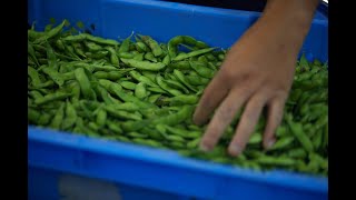 【オンライン黒埼生活（新潟）】１日目昼　茶豆の香りをかぐ