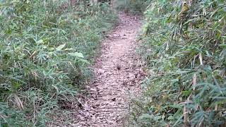 【鳥】鳥のケモノ道、この鳥の名はガビチョウ。外来種