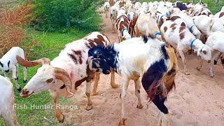 Crazy Goats Fighting | Reason Behind The Fighting | Goat Farming Videos |