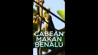 Burung Kersen Makan Benalu