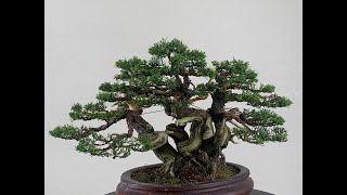 Japan - 'Medusa' Itoigawa Shimpaku Juniper.