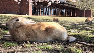 Rabbit Island in Japan is peaceful today!