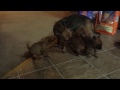 Chihuahua Puppies learning their capabilities!!