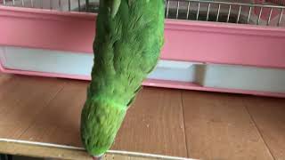 ワカケホンセイインコのゴンちゃん達、ご機嫌！？！