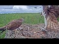 Estonian Osprey Nest (Marko & Miina) 2021