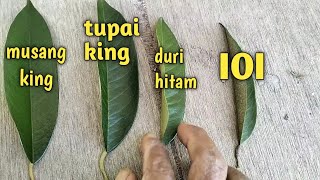 mengenal 4 jenis durian dari bentuk daunya