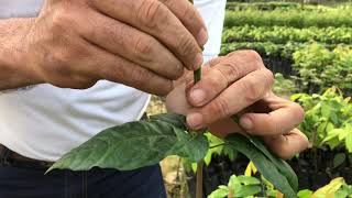 Injerto de púa terminal | Granja Yariguíes | Compañía Nacional de Chocolates