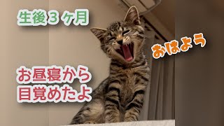 お昼寝から目覚めた子猫