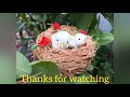 how to make bird nest with coconut husk how to make cotton bird best out of waste