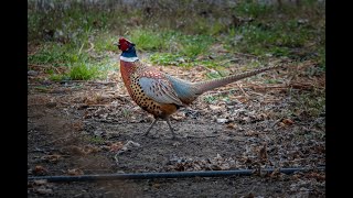 How to call in a pheasant (free pheasant call) connect to speaker for best results