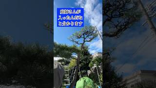 松が剪定してあると庭師さんが入ったんだと分かる人には分かる#庭師のVlog #一級造園技能士