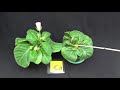 gloxinia diagnosing calcium deficiency