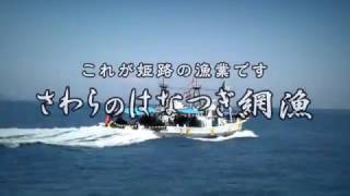 「これが姫路の漁業です」さわらのはなつぎ網漁 This is fishery in Himeji.The Hanatsugi net fishing of Spanish mackerel.