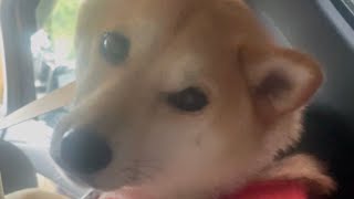 【柴犬 もみさん】パパとの会話を邪魔してほしくないドライブ♡#shorts　　Shiba Inu Momisan