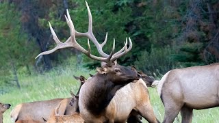 Awesome Elk Bull with 2 Months to go Before the Rut