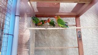 لو برڈ کے متعلق جانئے دل کش اور حیران کن حقائق Love Birds