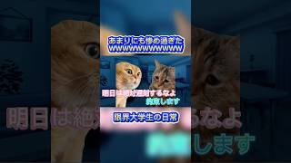 限界大学生の日常 #猫ミーム #ゲーム実況 #shorts