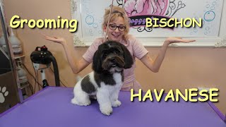 Bischon Havanese - Family dog Maintenance