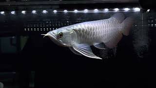 MBK Arowana