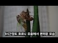 쏘쭝농장🐯🐻🐦매미유충 매미변태 생생후기 1일간 영상