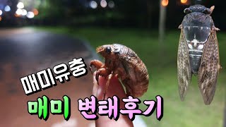 쏘쭝농장🐯🐻🐦매미유충 매미변태 생생후기 1일간 영상