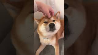 这么圆圆的柴犬你想摸摸吗 #柴犬 #柴犬の日常 #shibainu