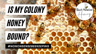 Can You Feed Bees Too Much – Are My Bees Honey Bound And How To Fix It?