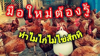 ไก่ทำไมไม่ไข่สักที มือใหม่ต้องรู้ #เลี้ยงไก่ไข่ #อุ๋งอิ๋งฟาร์ม #การเลี้ยงไก่ไข่