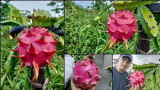 Dragon fruit rah lian || biggest dragon fruit