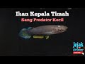 Info ikan kepala timah