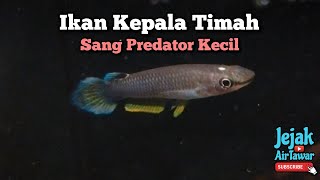 Info ikan kepala timah