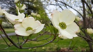 Samsung Galaxy S6 Camera: Cinematic 4K Video Test! (Ungraded) Samsung Galaxy S6 Camera: Cinematic 4K Video Test! (Ungraded)