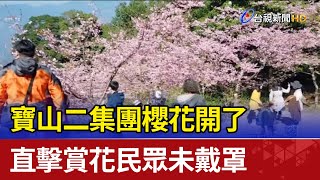 寶山二集團櫻花開了直擊賞花民眾未戴罩