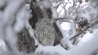 2012年　雪が降りしきる中のエゾフクロウ（無音）　A lovely owl and snow