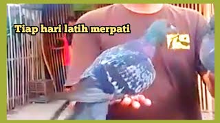 kampung merpati Jogja tiap hari melatih merpati