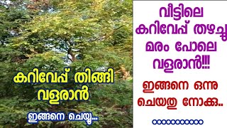 കറിവേപ്പ് പെട്ടന്ന് തഴച്ചു വളരാനുള്ള ഈ ടിപ്സുകൾ അറിയാതെ പോവല്ലേ.!!/curry leaves cultivation