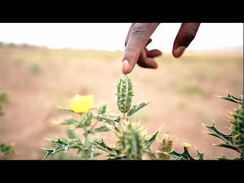 How can we protect the rangelands?