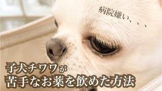 子犬チワワに苦手なお薬を飲ませる方法