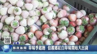 草莓季起跑  信義鄉紅白草莓開始大出貨｜南投縣政新聞 2023.03.06